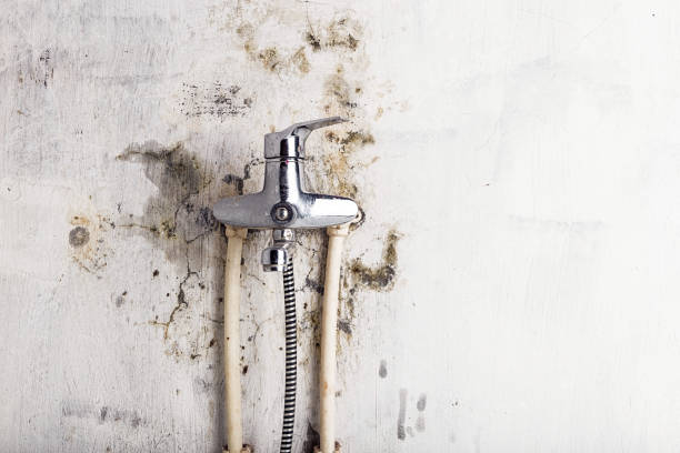 Best Office Mold Removal Services  in Northwood, IA