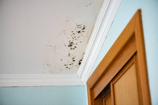 Best Emergency Mold Removal  in Northwood, IA