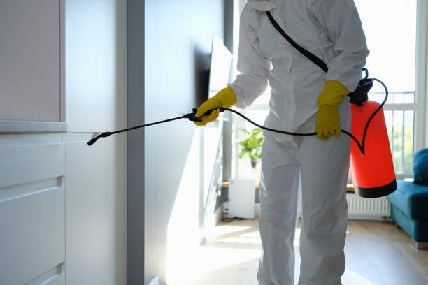 Mold Removal Process in Northwood, IA