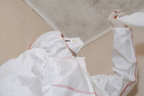 Best Attic Mold Removal  in Northwood, IA
