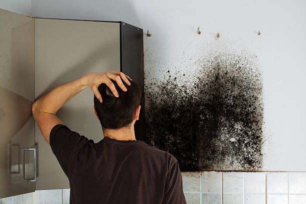 Best Black Mold Removal  in Northwood, IA