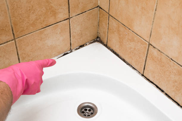Best Certified Mold Removal  in Northwood, IA